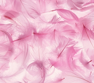 Pink background feathers white background - david lachapelle free wallpaper