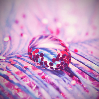 Feather closeup red blue object - macro photography free wallpaper