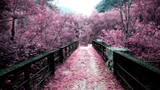Path woods pink flowers bridge 3 - florianne becker free wallpaper