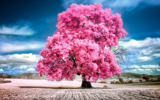 Large pink tree field sky - a sky background free wallpaper for desktop