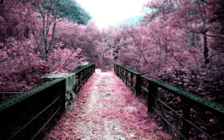 Path woods pink flowers bridge - a path free wallpaper