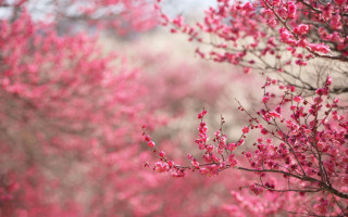 Pink flower tree branch bridge - chang daichien free wallpaper