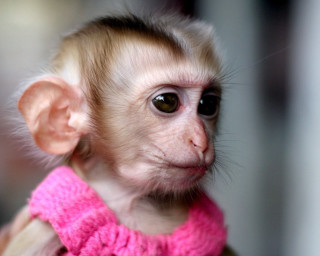 Small monkey pink sweater sad - a small monkey free wallpaper