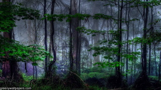 Foggy forest trees plants light - the foggy day time free wallpaper