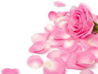 Pink rose water droplets neo - a pink rose free wallpaper