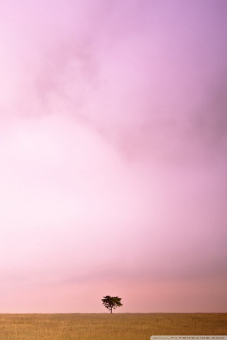 Lone tree dry grass purple - elsa bleda free wallpaper
