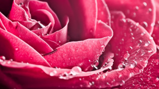 Pink rose water droplets close - petal and petals free wallpaper