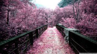 Path woods pink flowers bridge 2 - florianne becker free wallpaper