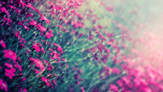 Pink flowers blurry background green 2 - the foreground free wallpaper
