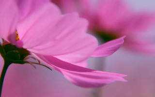Pink flower vase water blurry - cindy wright free wallpaper