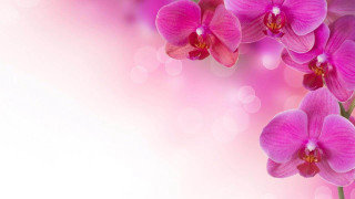 Pink flower white background pink - a white background free wallpaper