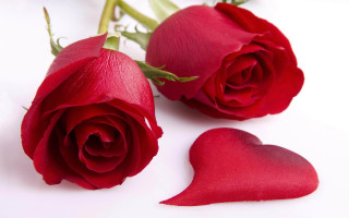 Two red roses heart shaped 2 - stem free wallpaper