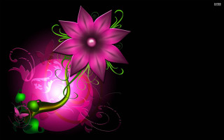 Pink flower green leaves black 3 - dark background free wallpaper