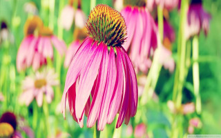 Pink flower field bokeh macro 5 - betty merken free wallpaper
