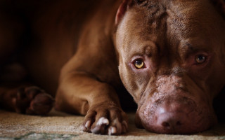 Sad dog laying on floor 2 - his head on free wallpaper