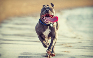Dog running beach frisbee tongue - a frisbee free wallpaper