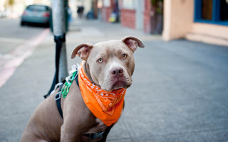 Dog bandana sidewalk pole streetlight - car free wallpaper