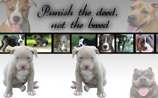 Dogs expressions names series photos - poster free wallpaper