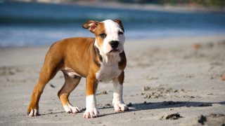 Brown white dog sandy beach - sandy free wallpaper