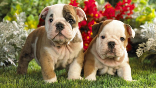 Puppies grass flowers bushes red 2 - the grass next free wallpaper