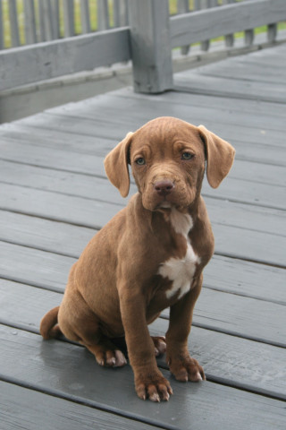 Brown white puppy wooden deck - a green plant free wallpaper