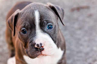 Brown white dog blue eyes - sad free wallpaper