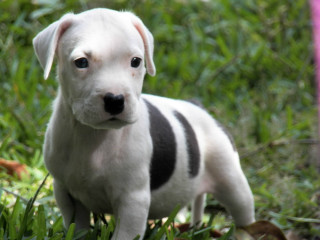 White black puppy grass pink - cassius marcellus coolidge free wallpaper