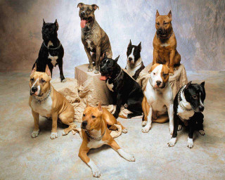 Dogs pile pillows blankets floor - an album cover free wallpaper