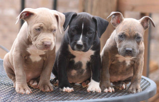Three puppies metal table sunny - outside free wallpaper