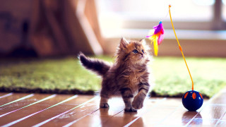 Kitten running toy string tail - a string free wallpaper