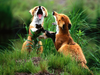 Two dogs playing grass together - the grass together free wallpaper