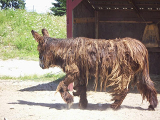 Shaggy brown animal dirt field - a dirt field next free wallpaper