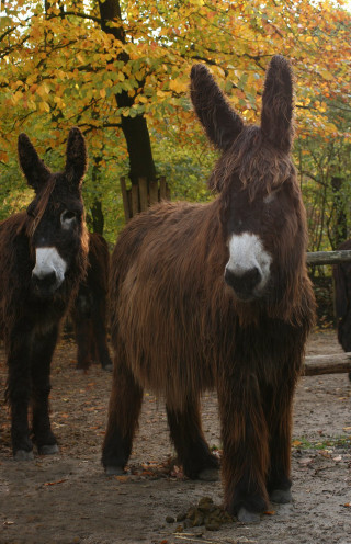 Donkeys forest fence autumn leaves - animal photography free wallpaper