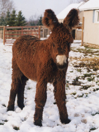 Small brown donkey snow house - a house free wallpaper