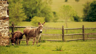 Donkey calf field stone wall - pillar free wallpaper