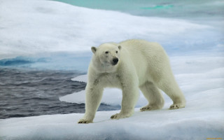 Polar bear iceberg ocean ecological - ice flo free wallpaper