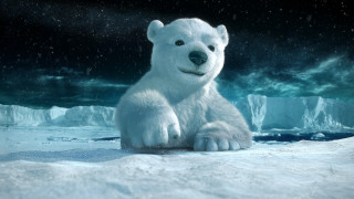 Polar bear snowy surface sky - a snowy surface free wallpaper