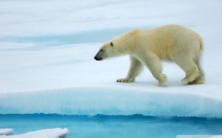 Polar bear walking frozen lake - the water behind free wallpaper