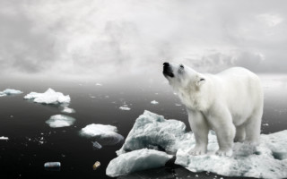 Polar bear ice floes starry - a polar bear free wallpaper
