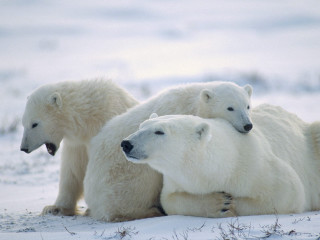 Three polar bears sitting together - polar free wallpaper