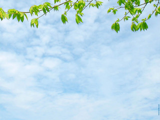 Plane tree branch sky blue - a tree branch in the foreground free wallpaper