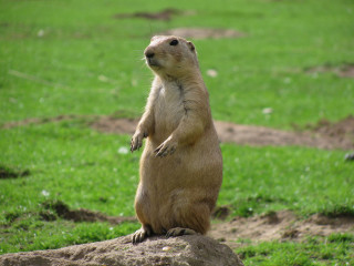 Small animal standing rock field - a small animal standing free wallpaper