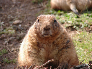 Groundhog sitting grass looking camera - the background free wallpaper