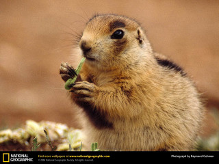 Small rodent eating grass curious - curious free wallpaper