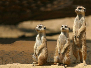 Three meerkats rock looking distance - a rock in the background free wallpaper