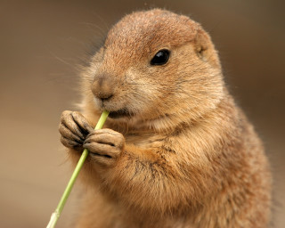 Small rodent eating plant paws - tip free wallpaper