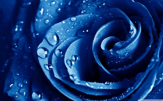 Blue rose water droplets starry - gothic free wallpaper for desktop