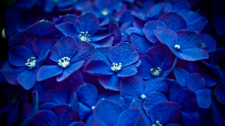 Blue flowers white centers bouquet 3 - a bouquet free wallpaper