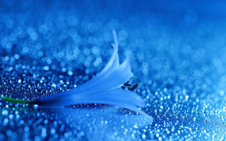 Blue flower water droplets background - water droplet free wallpaper