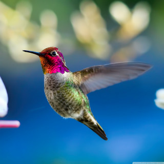Hummingbird flying wings flower background - a blurry background free wallpaper